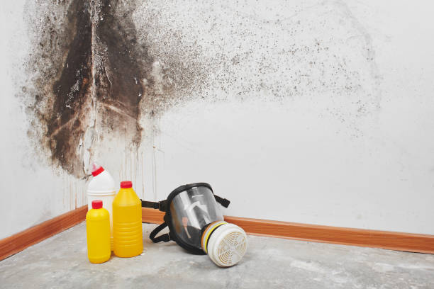 Best Mold Testing  in Champaign, IL