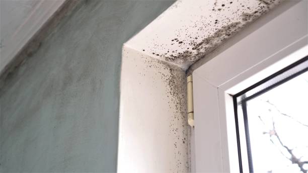 Best Mold Remediation  in Champaign, IL