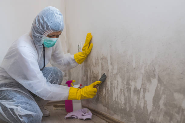 Best Attic Mold Removal  in Champaign, IL