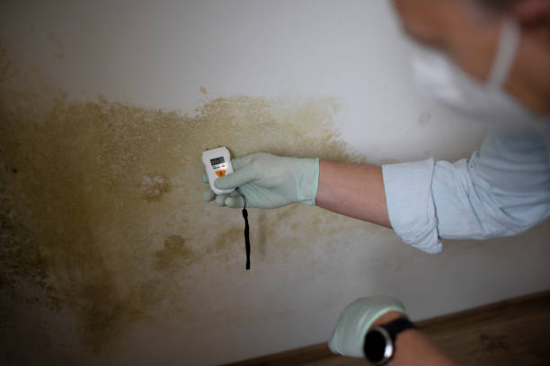 Mold Removal Process in Champaign, IL