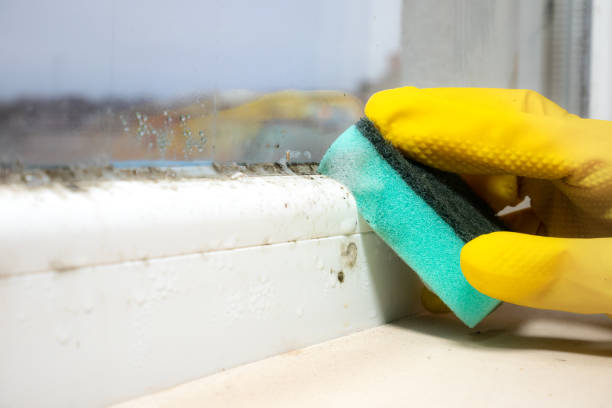 Best Toxic Mold Removal  in Champaign, IL