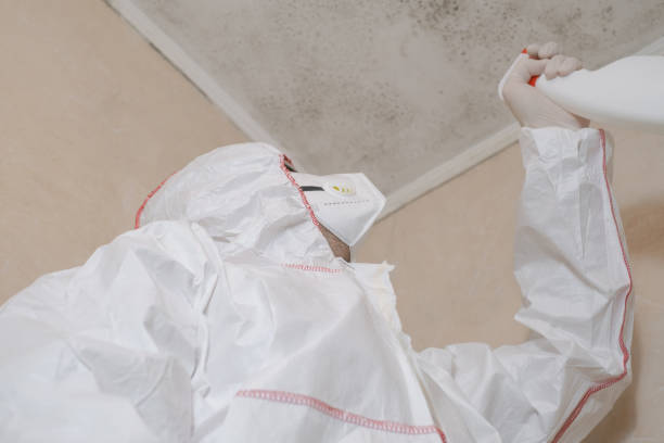 Attic Mold Removal in Champaign, IL