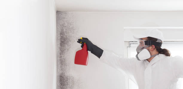 Best Mold Removal Company Near Me  in Champaign, IL