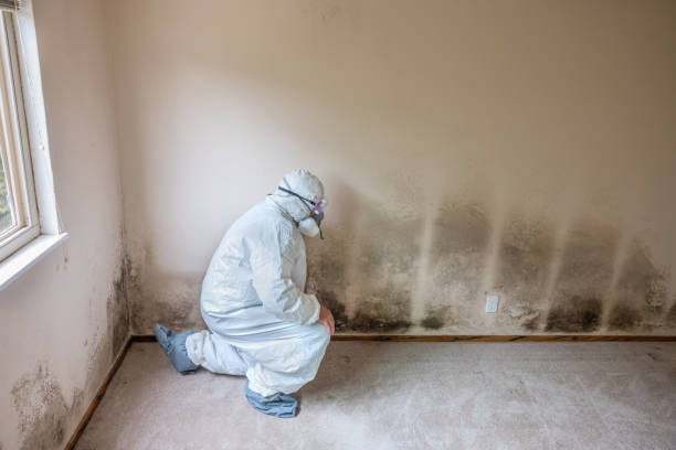Best Residential Mold Removal  in Champaign, IL
