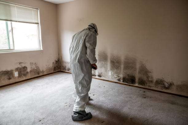 Best Mold Damage Repair  in Champaign, IL