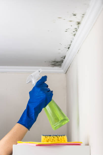 Best Attic Mold Removal  in Champaign, IL