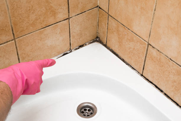 Best Mold Remediation  in Champaign, IL